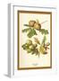 Oak Apple Acorn-W.h.j. Boot-Framed Art Print