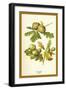 Oak Apple Acorn-W.h.j. Boot-Framed Art Print