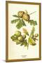 Oak Apple Acorn-W.h.j. Boot-Mounted Art Print