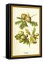 Oak Apple Acorn-W.h.j. Boot-Framed Stretched Canvas