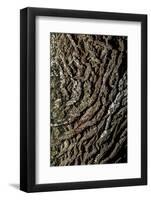 oak bark-By-Framed Photographic Print