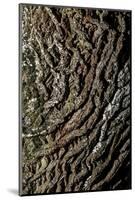 oak bark-By-Mounted Photographic Print
