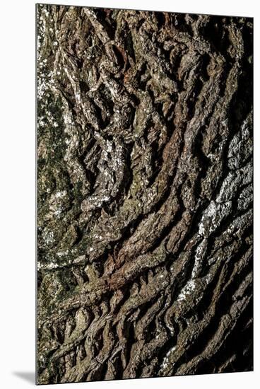 oak bark-By-Mounted Premium Photographic Print