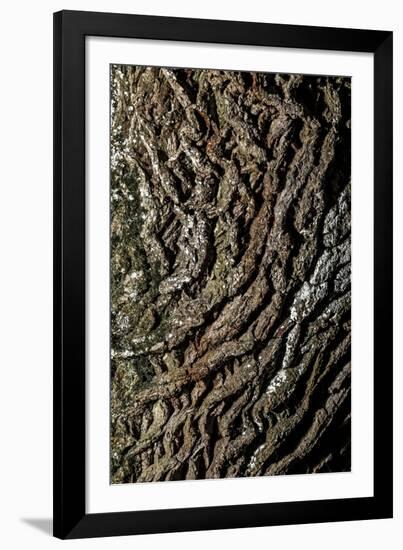 oak bark-By-Framed Photographic Print