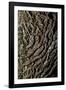 oak bark-By-Framed Photographic Print