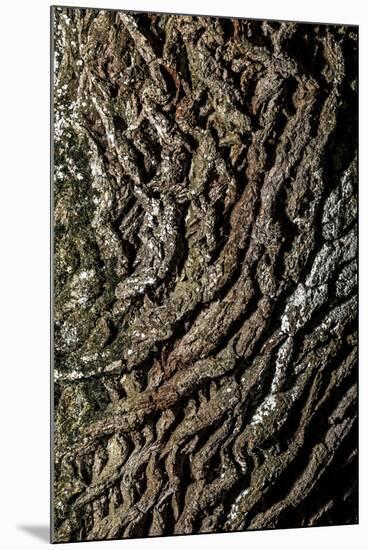 oak bark-By-Mounted Photographic Print