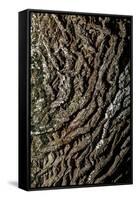 oak bark-By-Framed Stretched Canvas