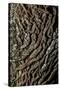 oak bark-By-Stretched Canvas