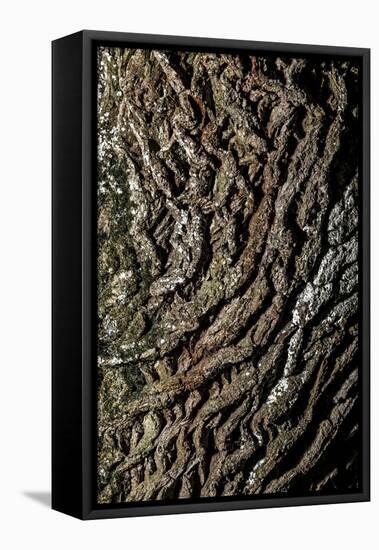 oak bark-By-Framed Stretched Canvas