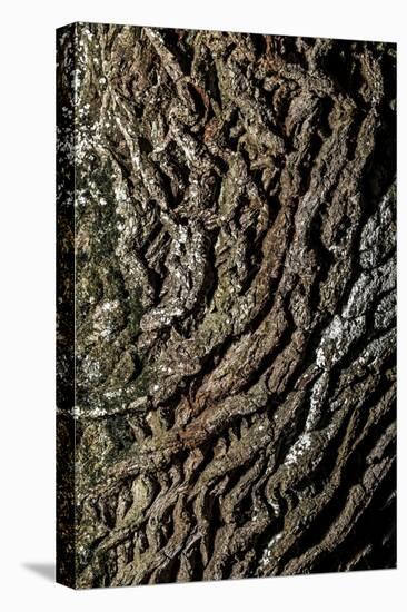 oak bark-By-Stretched Canvas