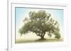 Oak & Blue Sky-William Guion-Framed Art Print