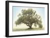 Oak & Blue Sky-William Guion-Framed Giclee Print