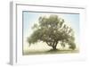 Oak & Blue Sky-William Guion-Framed Giclee Print