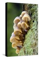 Oak Bonnet-Cap Tree Trunk-null-Stretched Canvas