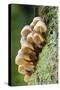 Oak Bonnet-Cap Tree Trunk-null-Stretched Canvas