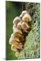 Oak Bonnet-Cap Tree Trunk-null-Mounted Photographic Print