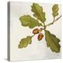 Oak Branch Crop-Julia Purinton-Stretched Canvas