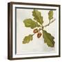 Oak Branch Crop-Julia Purinton-Framed Art Print