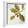 Oak Branch Crop-Julia Purinton-Framed Art Print