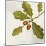 Oak Branch Crop-Julia Purinton-Mounted Art Print