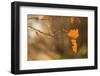 Oak branch with leaves on natural blur background-Paivi Vikstrom-Framed Photographic Print