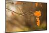 Oak branch with leaves on natural blur background-Paivi Vikstrom-Mounted Photographic Print