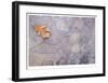 Oak Creek Canyon-Donald Paulson-Framed Giclee Print