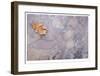 Oak Creek Canyon-Donald Paulson-Framed Giclee Print