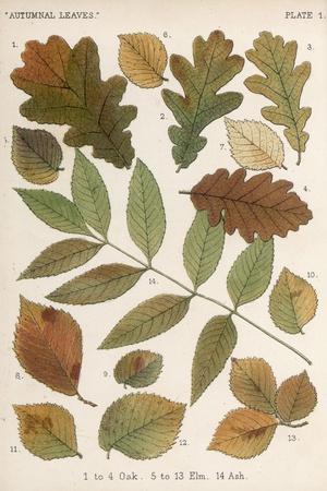 'Oak, Elm and Ash Tree Leaves' Giclee Print | AllPosters.com