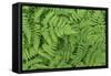 Oak Fern-Kathy Mahan-Framed Stretched Canvas