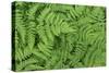 Oak Fern-Kathy Mahan-Stretched Canvas