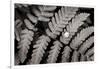 Oak Fern-Alan Majchrowicz-Framed Art Print