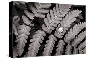 Oak Fern-Alan Majchrowicz-Stretched Canvas