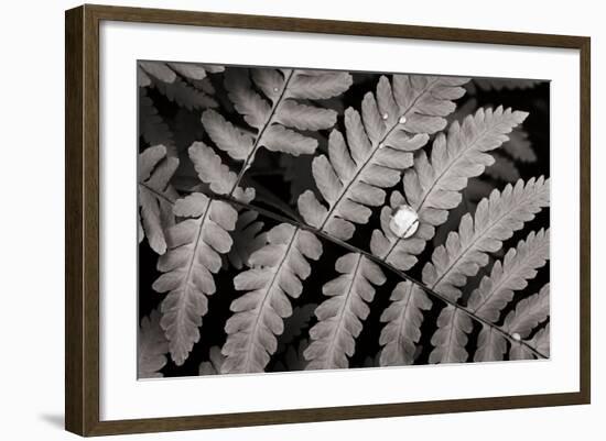 Oak Fern-Alan Majchrowicz-Framed Art Print