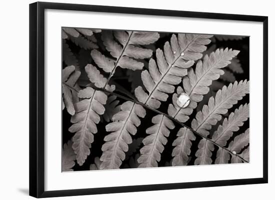 Oak Fern-Alan Majchrowicz-Framed Art Print