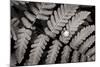 Oak Fern-Alan Majchrowicz-Mounted Art Print