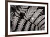 Oak Fern-Alan Majchrowicz-Framed Art Print