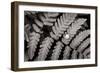 Oak Fern-Alan Majchrowicz-Framed Art Print