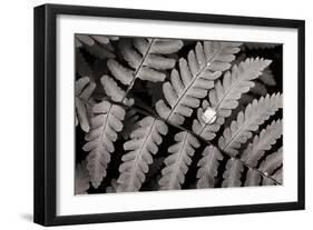 Oak Fern-Alan Majchrowicz-Framed Art Print