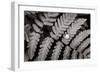 Oak Fern-Alan Majchrowicz-Framed Art Print