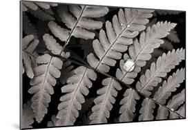 Oak Fern-Alan Majchrowicz-Mounted Art Print