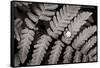 Oak Fern-Alan Majchrowicz-Framed Stretched Canvas