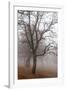 Oak forest in fog in autumn, Romania.-Martin Zwick-Framed Photographic Print