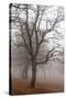 Oak forest in fog in autumn, Romania.-Martin Zwick-Stretched Canvas