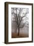 Oak forest in fog in autumn, Romania.-Martin Zwick-Framed Photographic Print