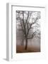 Oak forest in fog in autumn, Romania.-Martin Zwick-Framed Photographic Print