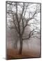 Oak forest in fog in autumn, Romania.-Martin Zwick-Mounted Photographic Print