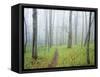 Oak Forest in Fog-James Randklev-Framed Stretched Canvas