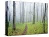 Oak Forest in Fog-James Randklev-Stretched Canvas