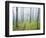 Oak Forest in Fog-James Randklev-Framed Photographic Print